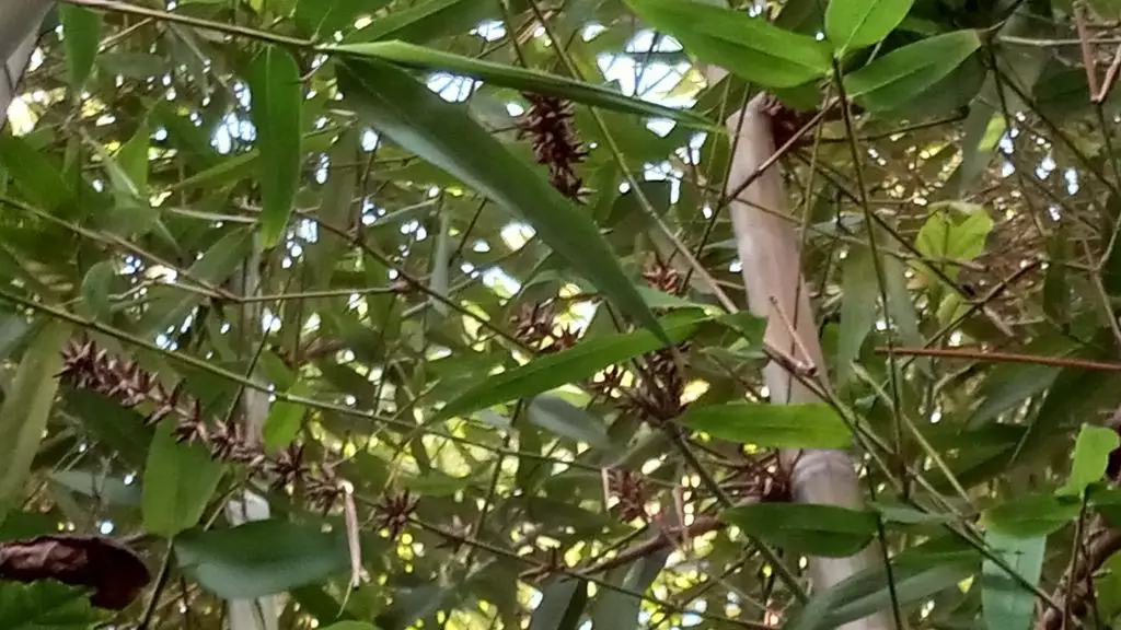 Giant bamboo flowering