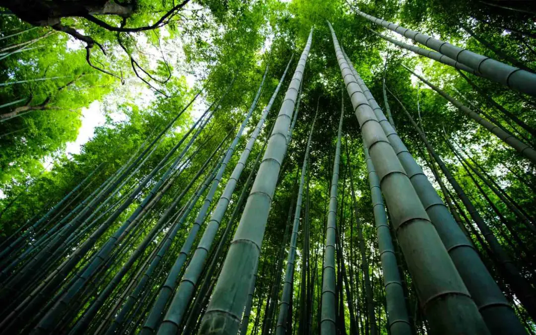 How fast does bamboo grow