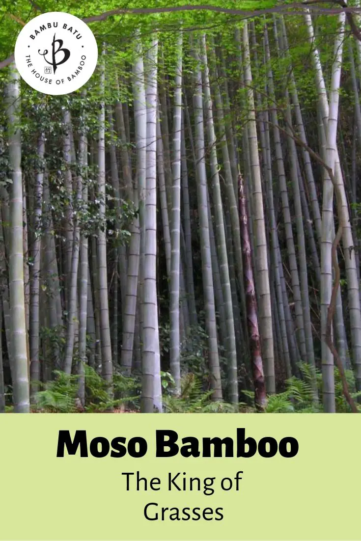 Moso bamboo pin