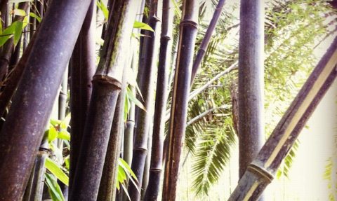 Running bamboo: Why must you run? - Bambu Batu