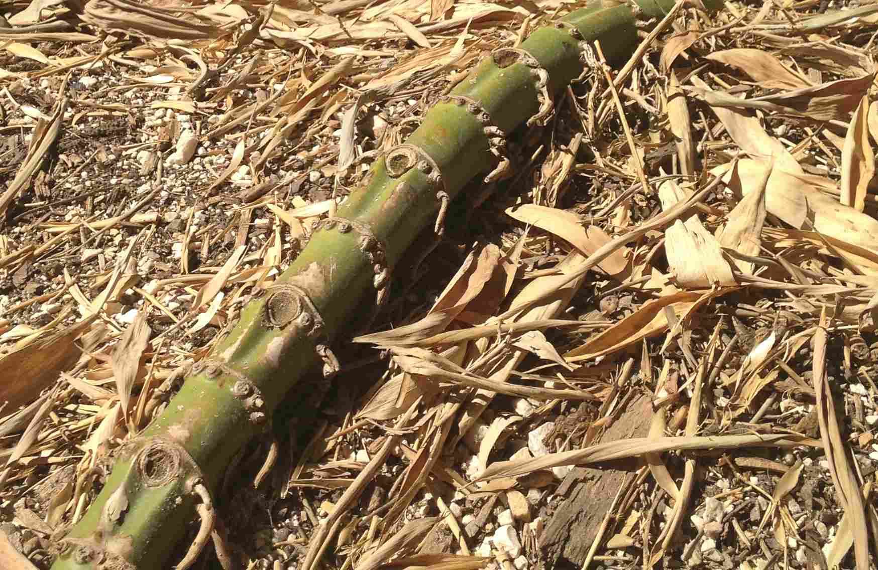 Running bamboo roots on the run