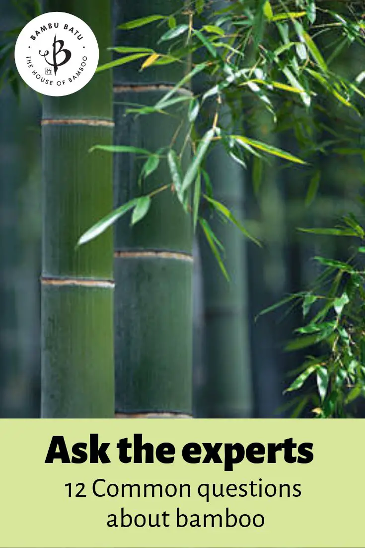 Bamboo FAQ pin