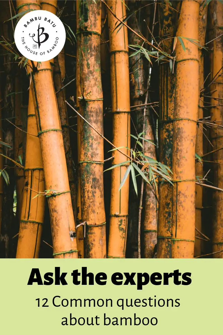 Bamboo FAQs pin