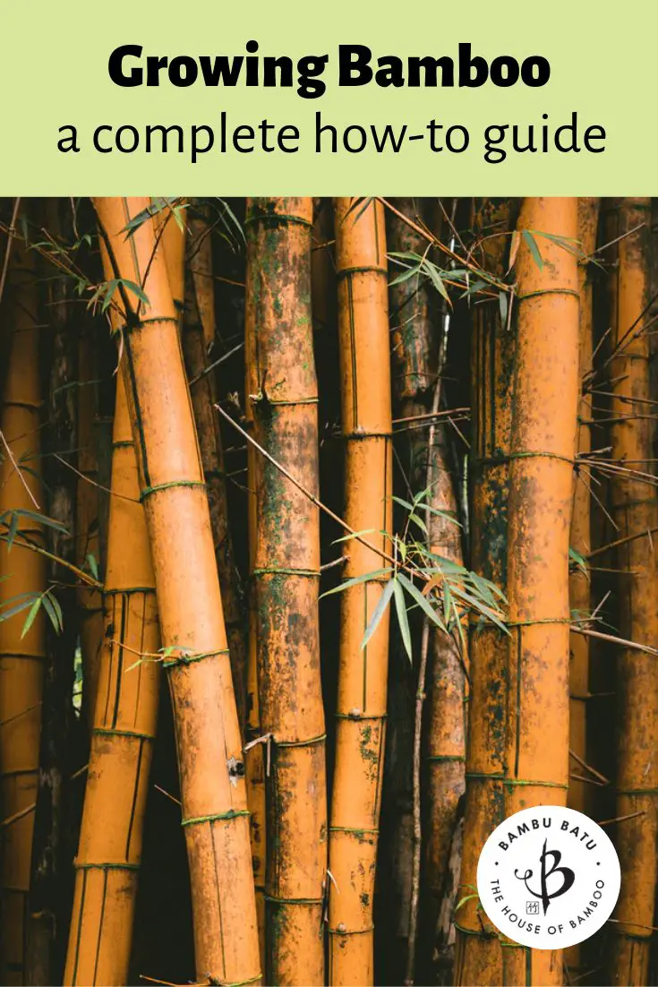 Bamboo growers guide pin