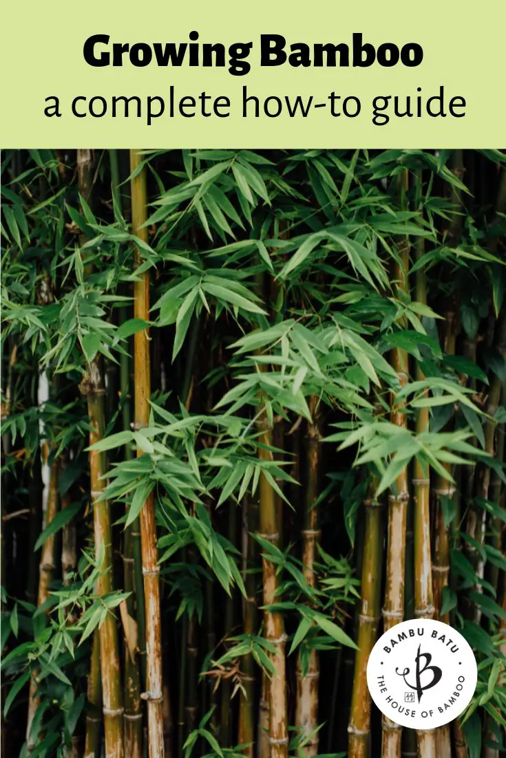 Bamboo growing guide pin