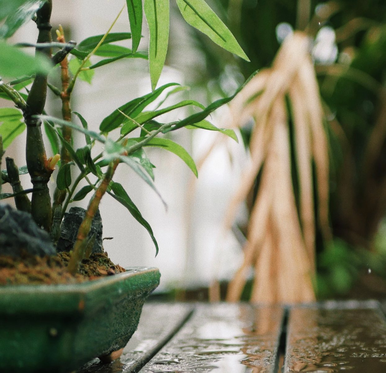 Bamboo Bonsai: Ideal accent in the Japanese garden