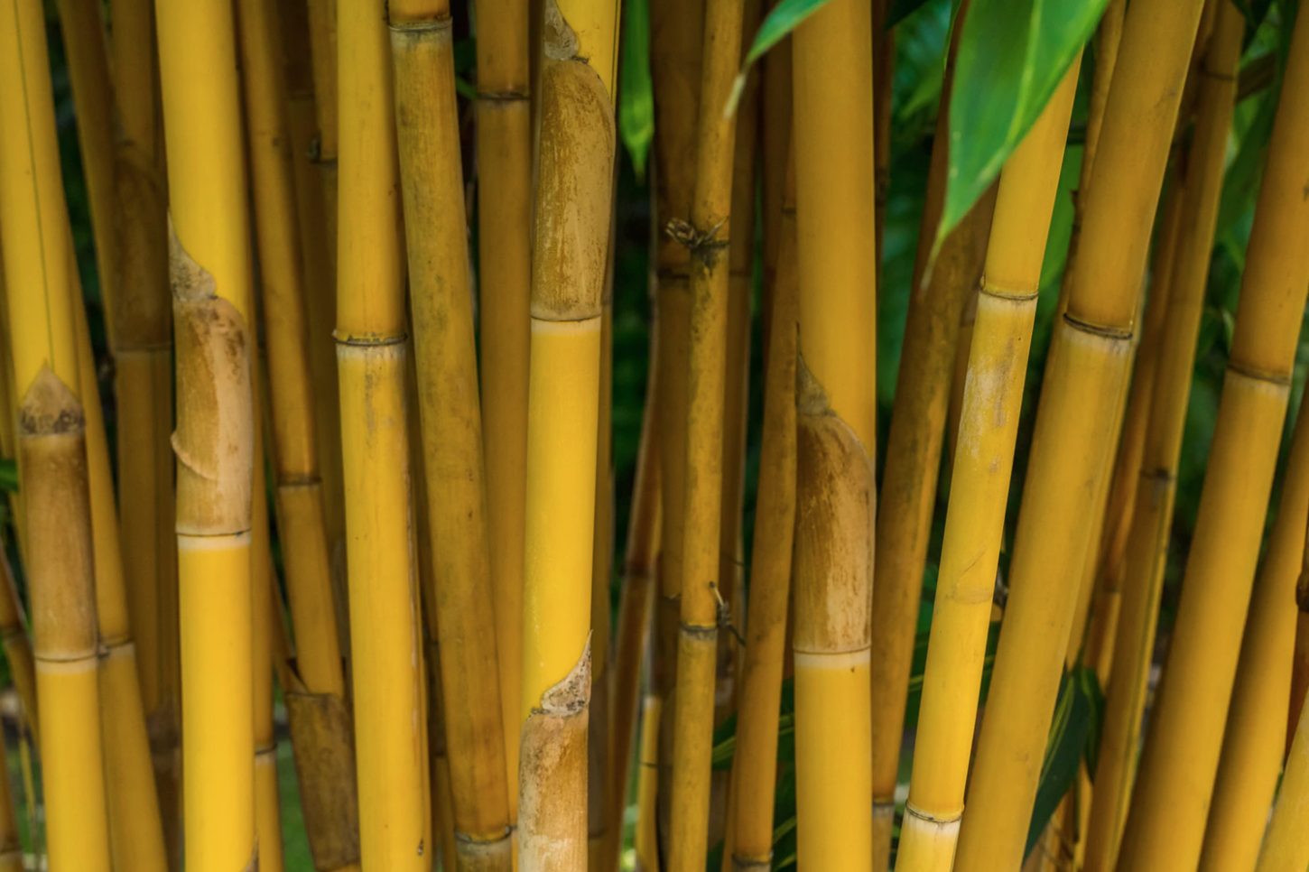 best bamboo poles