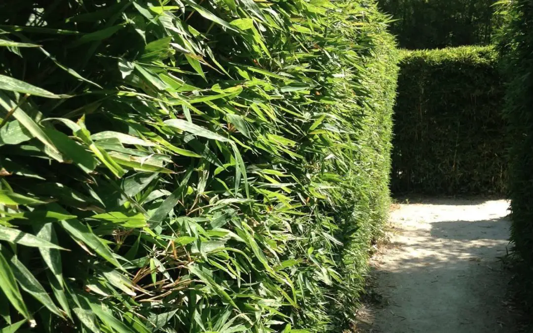 Should I plant a bamboo hedge for privacy?
