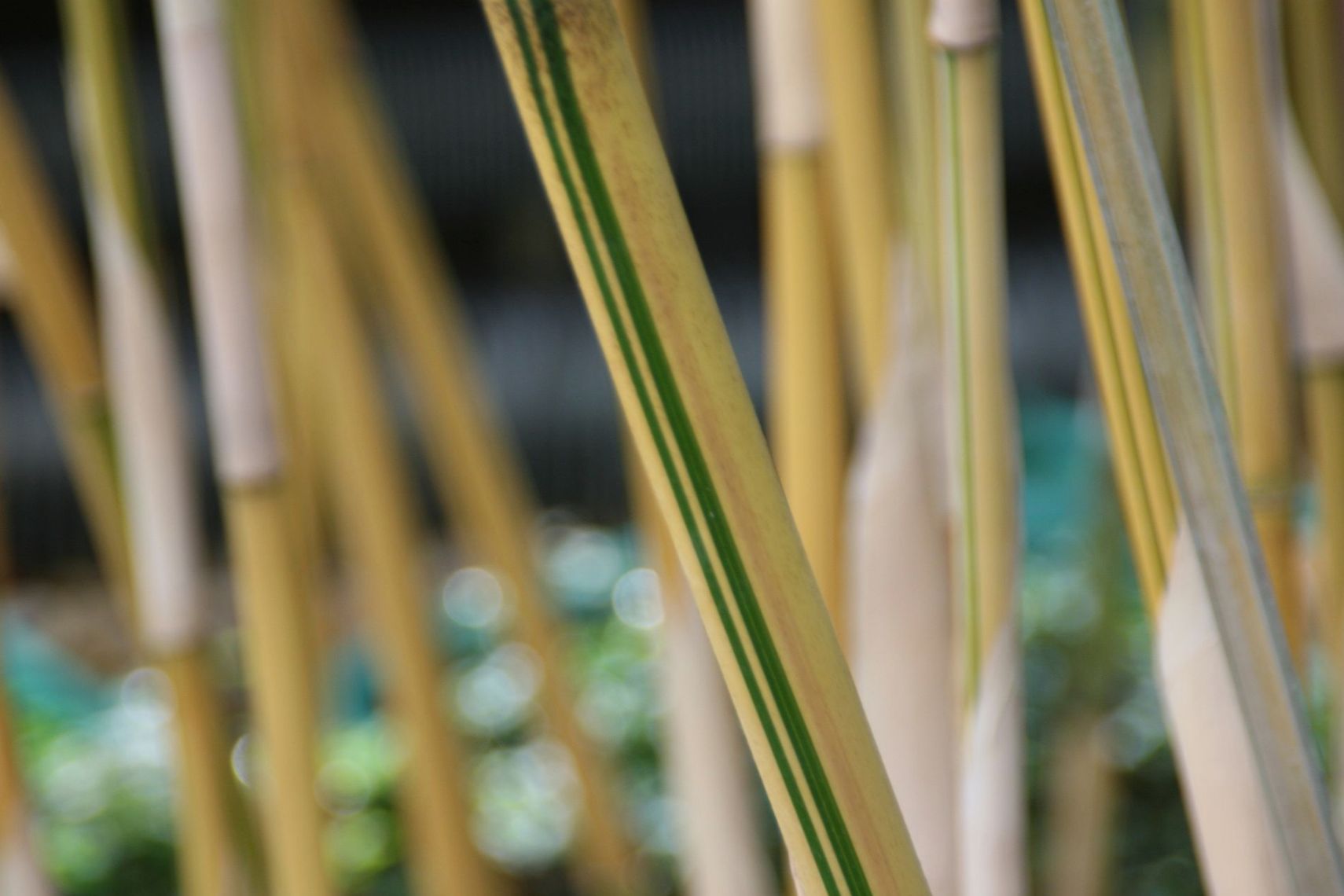 Bamboo with Stripes: Variegated varieties