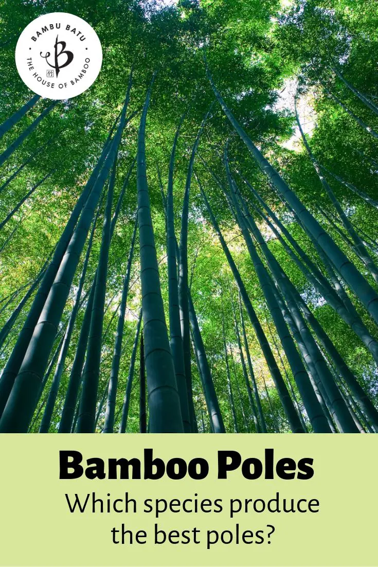 Bamboo poles pin