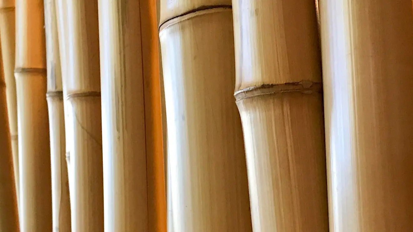 Best bamboo for poles