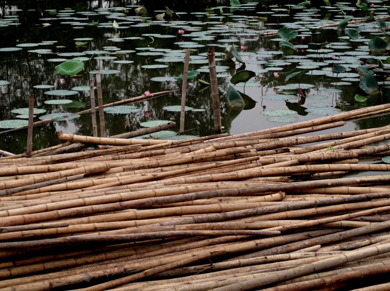 Water Bamboo: Growing bamboo in ponds, swamps and wetlands