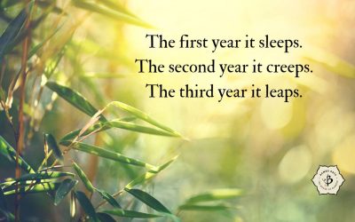 Bamboo Proverbs: 9 Great quotes about bamboo