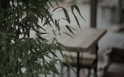 Growing bamboo indoors: The inside scoop