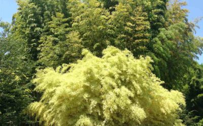 17 Surprising Bamboo Facts