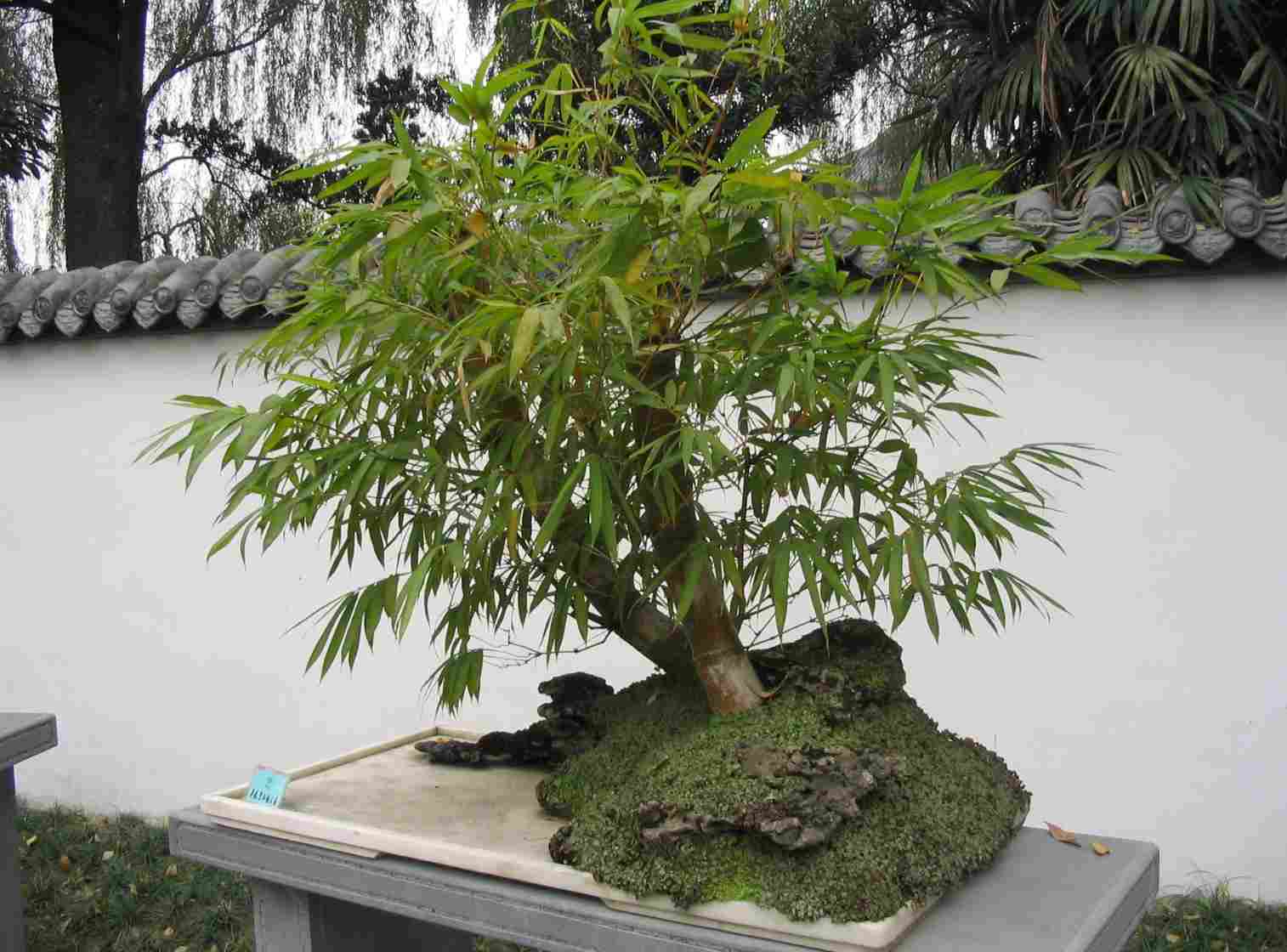 Bamboo-bonsai-specimen-2