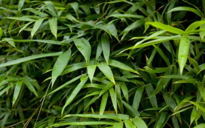 Growing Bamboo in San Luis Obispo