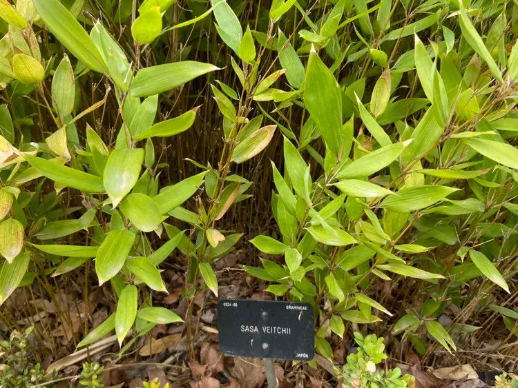 Sasa veitchii dwarf bamboo