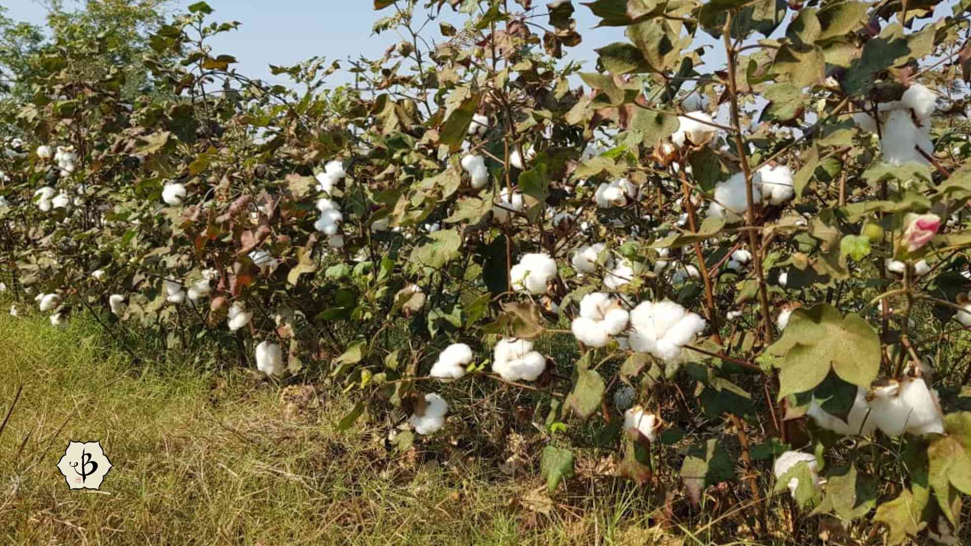 Cotton farming in Zambia