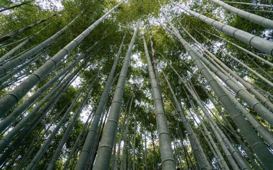Bamboo for ecology