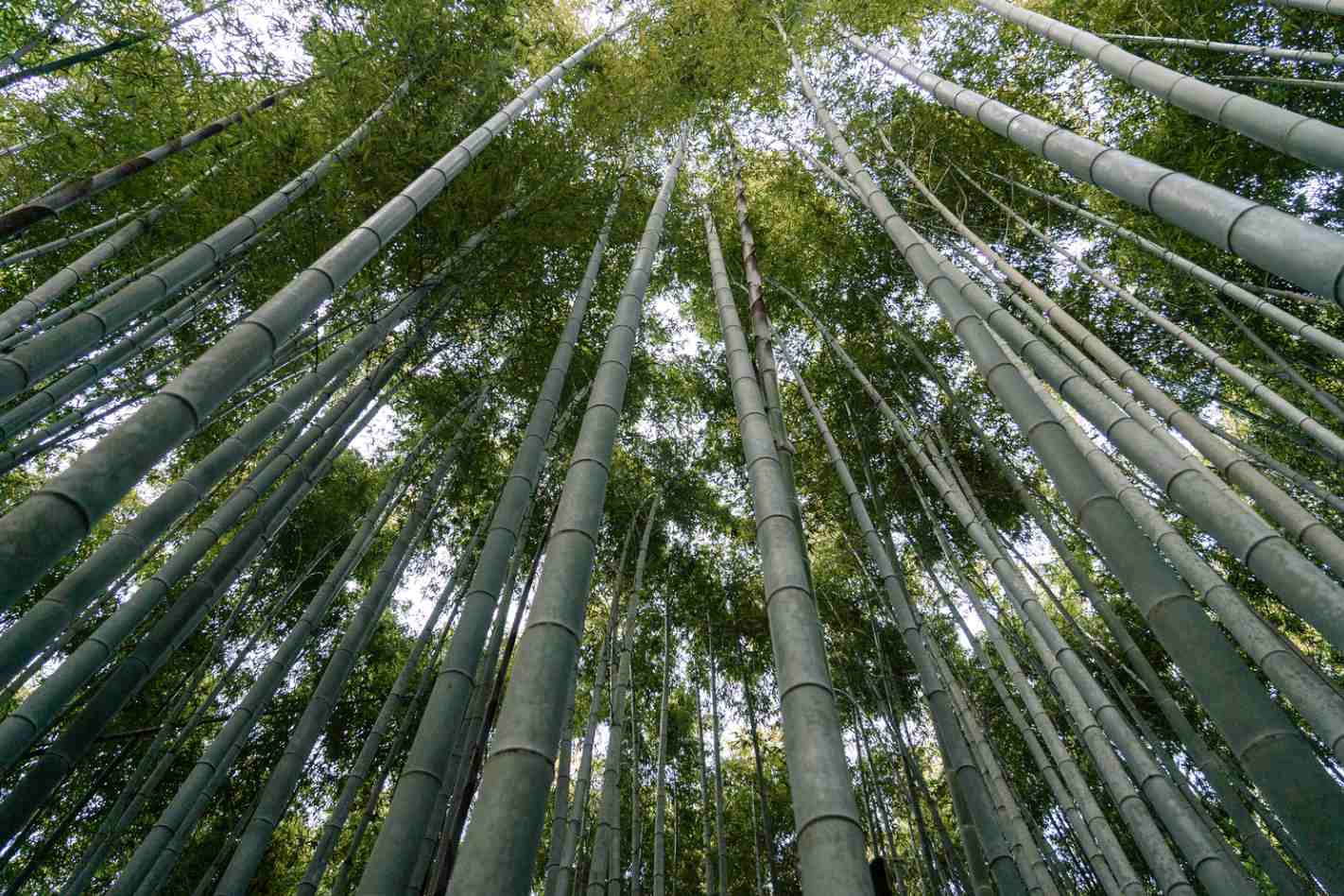 Bamboo for ecology
