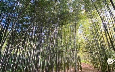 Bamboo and Oxygen: A breath of fresh air