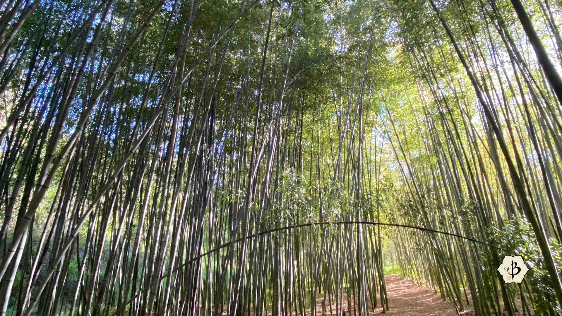 Bamboo grove for oxygen and ecology