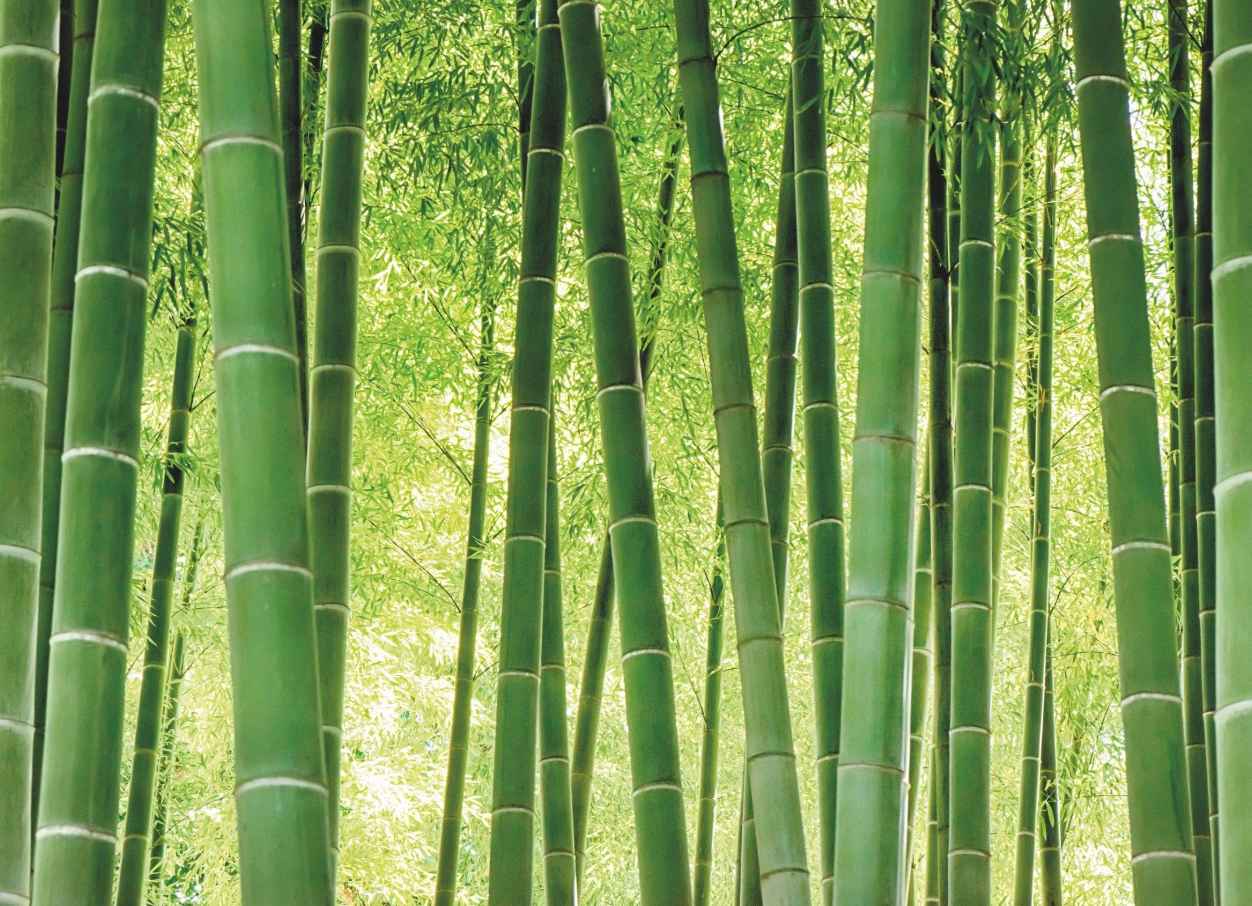 Investing in Bamboo