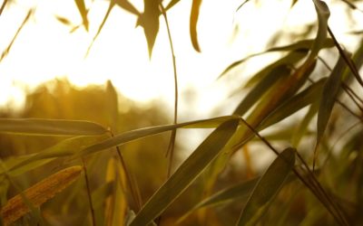 Bamboo in Chinese Medicine