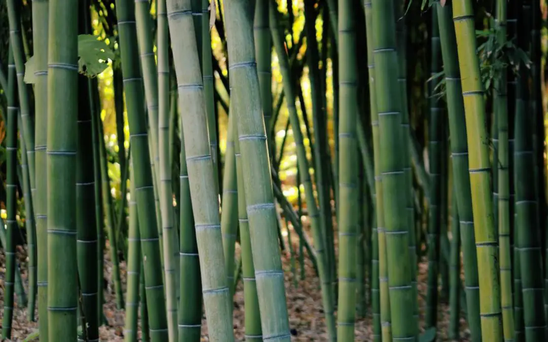 Bamboo farming in the US