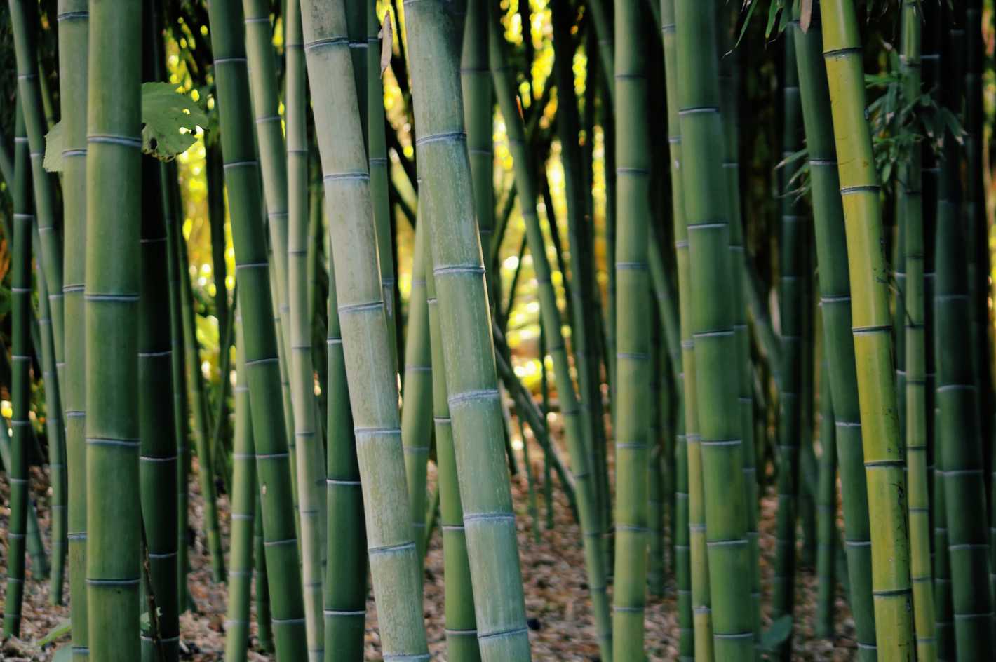 Bamboo farming in the US