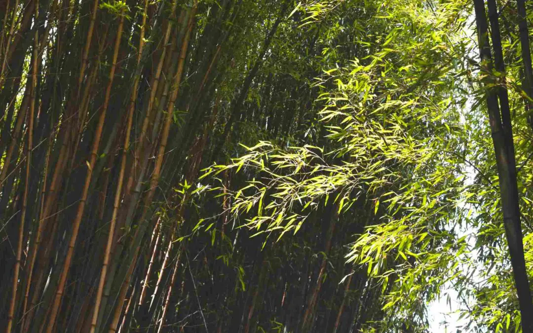 Growing bamboo in the desert