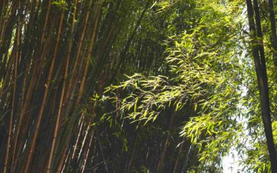 Growing bamboo in the desert