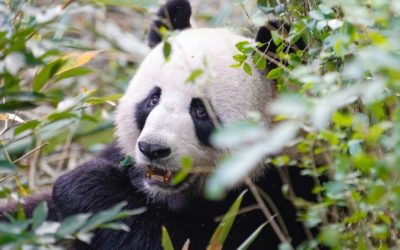 Deep Meaning of Panda Bears and Bamboo