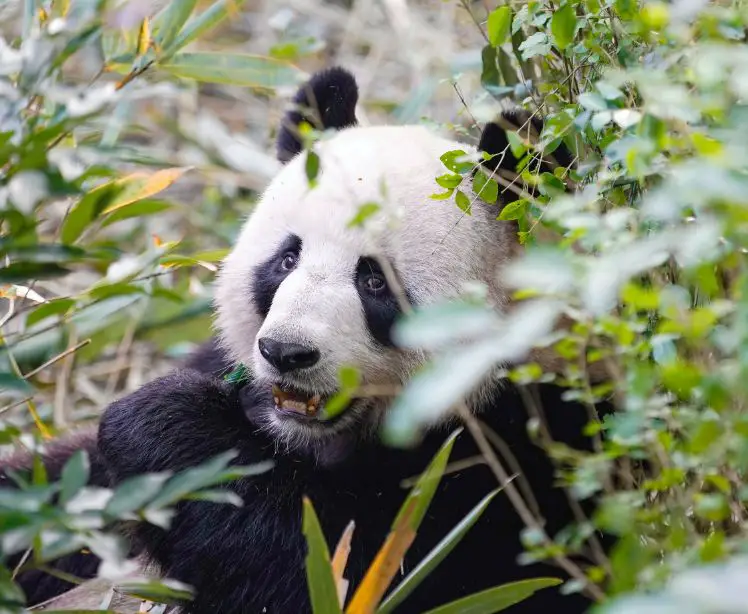Deep Meaning of Panda Bears and Bamboo
