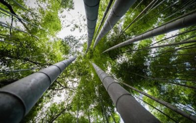 Bamboo for fuel and energy: Another green solution