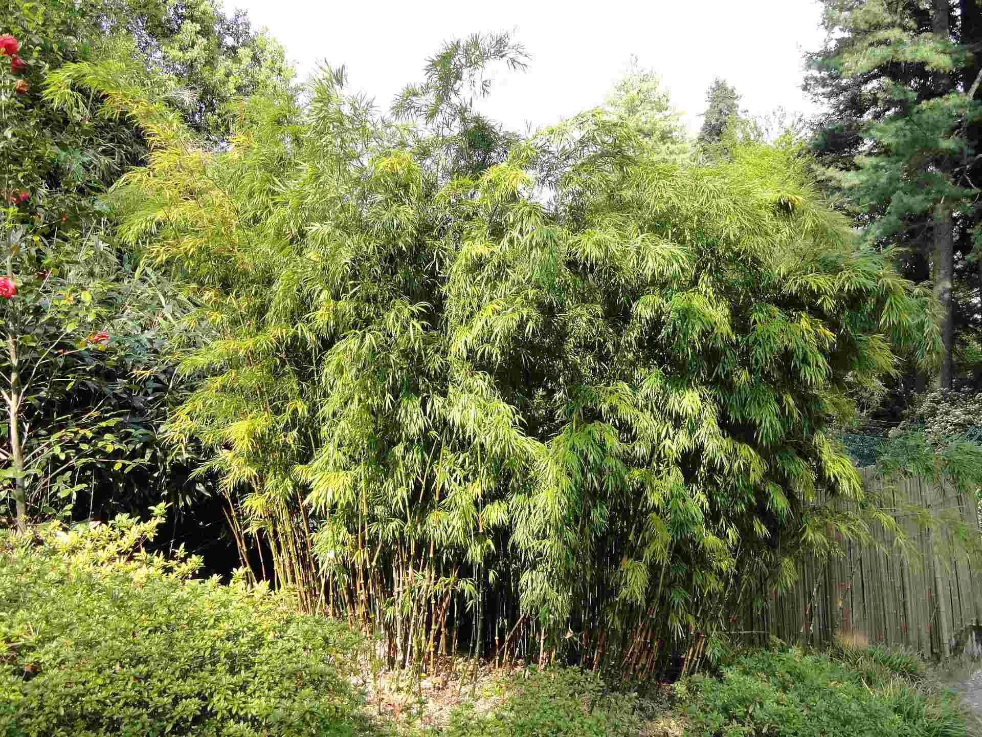 Exotic bamboo Chimonobambusa
