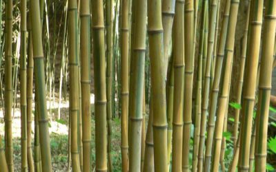 Laws against bamboo in Pennsylvania