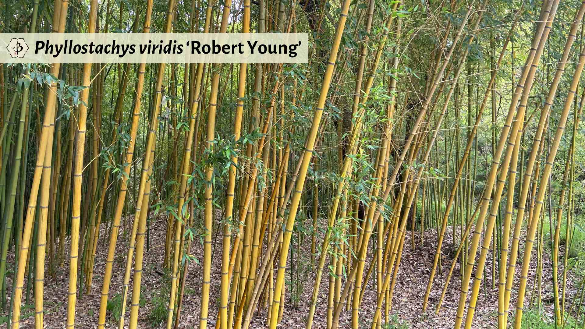 Phyllostachys viridis Robert Young golden bamboo