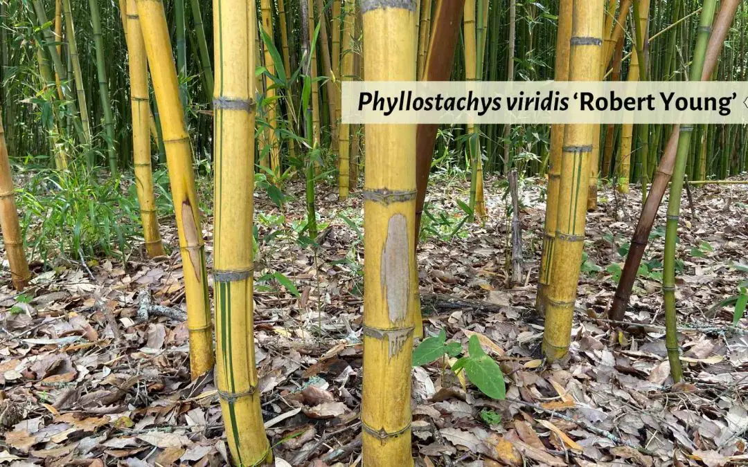 Phyllostachys viridis ‘Robert Young’