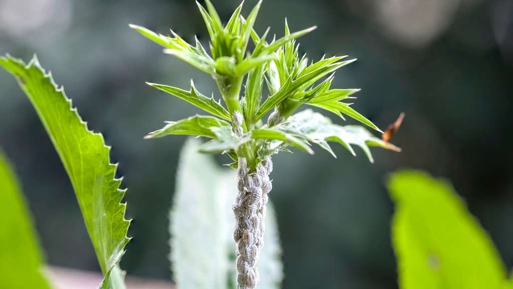 Mealybug infestation