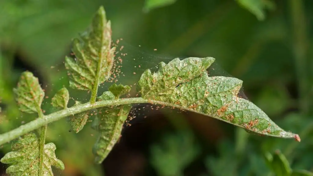 Spider mites