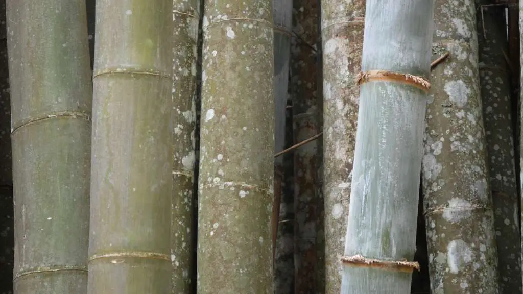 Tropical bamboo with patch of fungus