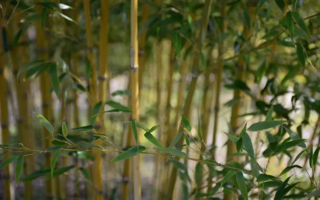 5 Fun things to do in your bamboo garden in quarantine
