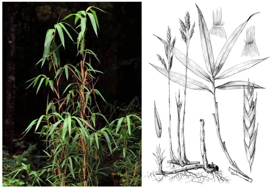 Arundinaria bamboo native to America