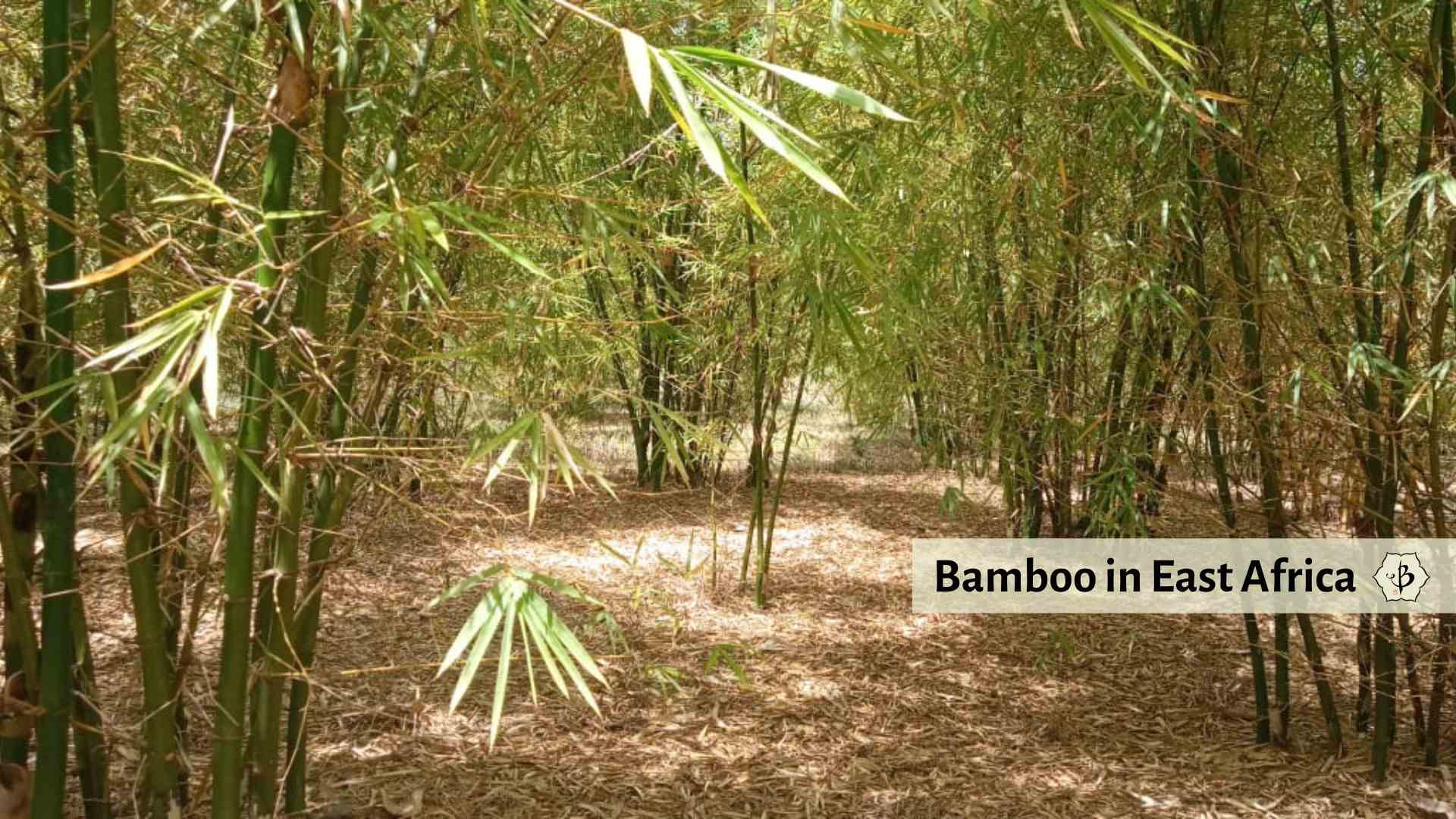 Bamboo in East Africa