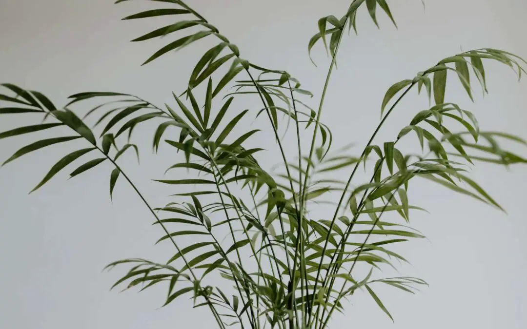 Plants that look like bamboo (but aren’t)