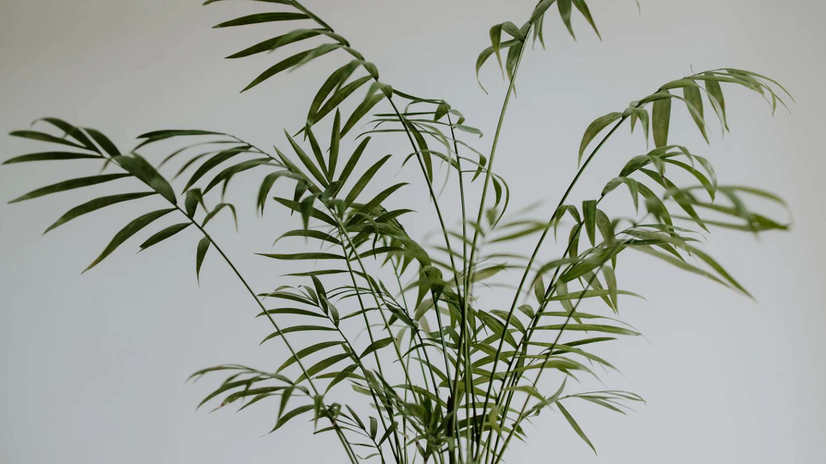 Plants that look like bamboo