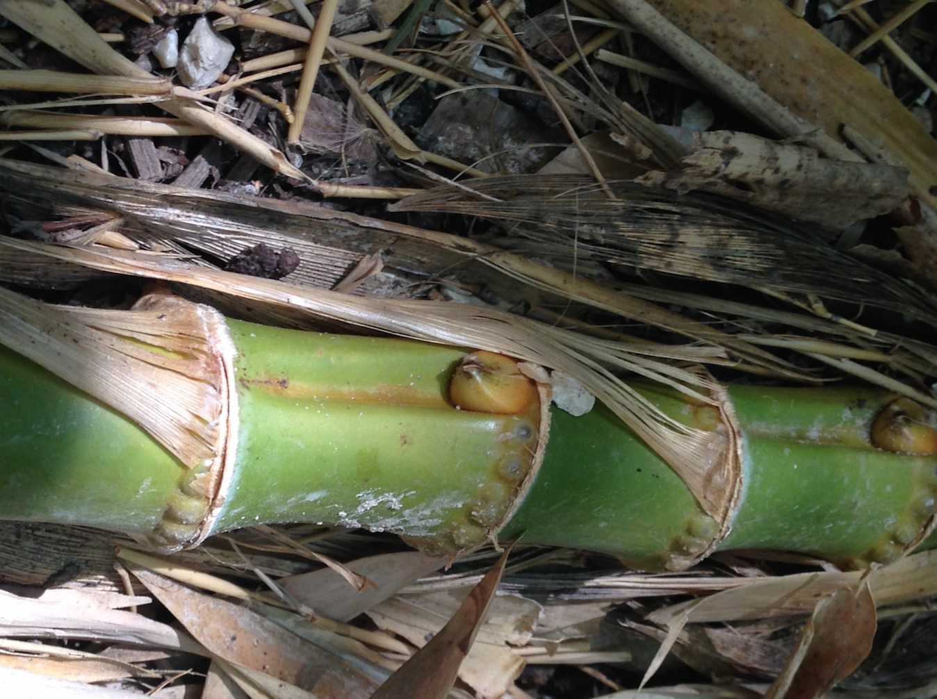 Running bamboo root
