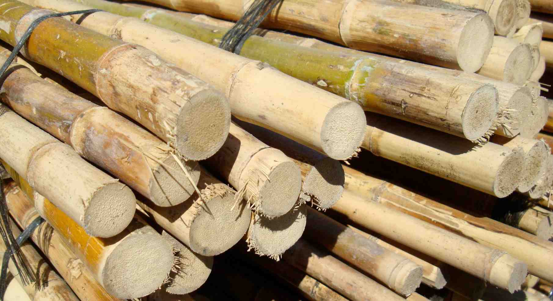 Chusquea culeou solid bamboo